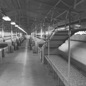 Initiation of Khoramdare Biscuit Line